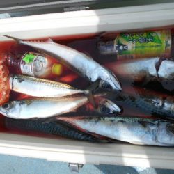 大進丸(愛知) 釣果