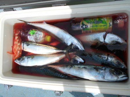 大進丸(愛知) 釣果