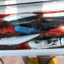 大進丸(愛知) 釣果