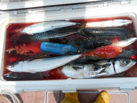 大進丸(愛知) 釣果