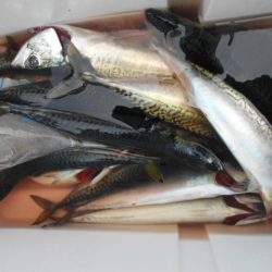 大進丸(愛知) 釣果