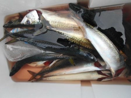 大進丸(愛知) 釣果