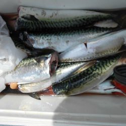 大進丸(愛知) 釣果