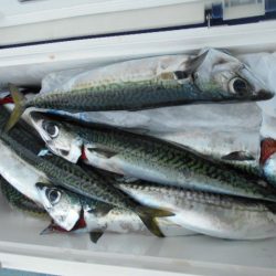 大進丸(愛知) 釣果