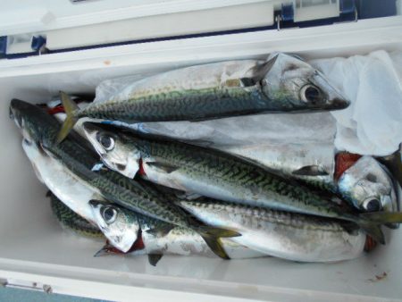 大進丸(愛知) 釣果