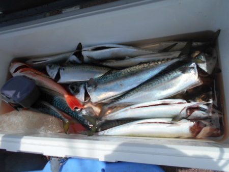 大進丸(愛知) 釣果