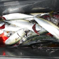 大進丸(愛知) 釣果