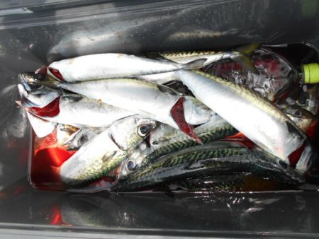 大進丸(愛知) 釣果