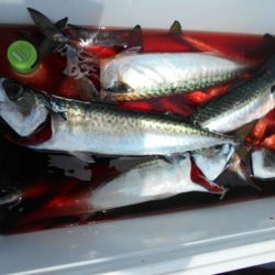 大進丸(愛知) 釣果