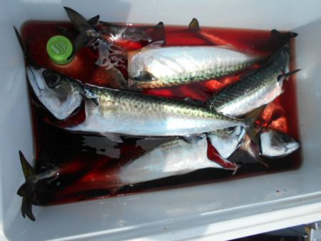 大進丸(愛知) 釣果