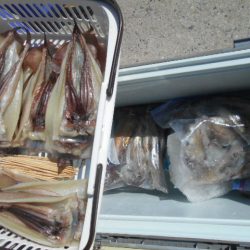 大進丸（愛知） 釣果