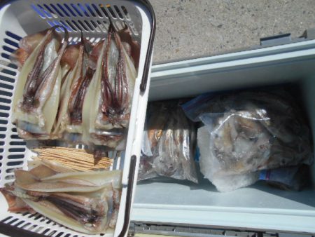 大進丸（愛知） 釣果