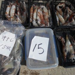 大進丸（愛知） 釣果