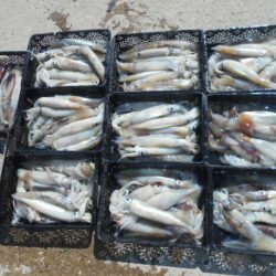 大進丸（愛知） 釣果