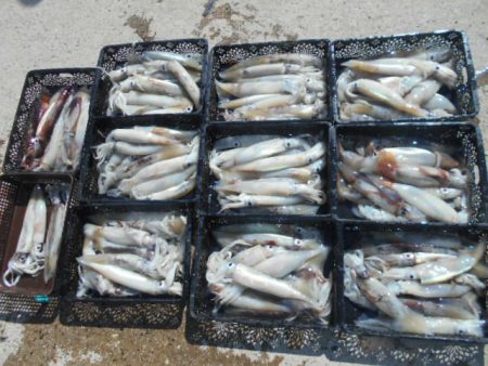 大進丸（愛知） 釣果