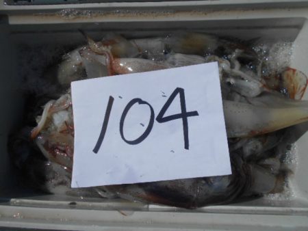 大進丸（愛知） 釣果