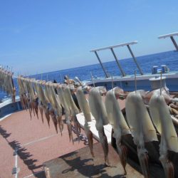 大進丸（愛知） 釣果