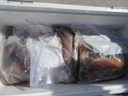 大進丸（愛知） 釣果