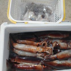 大進丸（愛知） 釣果