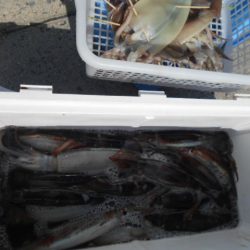 大進丸（愛知） 釣果