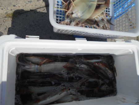 大進丸（愛知） 釣果