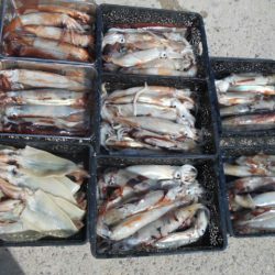 大進丸（愛知） 釣果