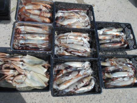 大進丸（愛知） 釣果