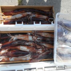 大進丸（愛知） 釣果