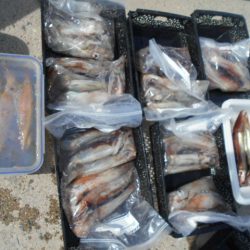 大進丸（愛知） 釣果