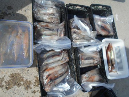 大進丸（愛知） 釣果