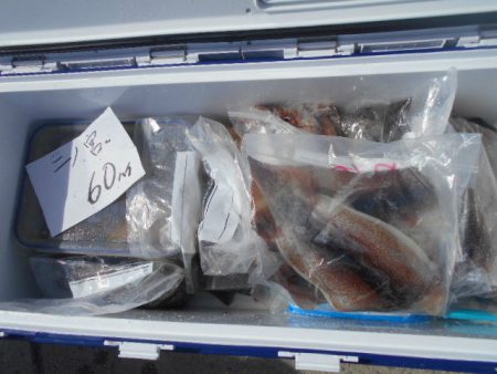 大進丸（愛知） 釣果