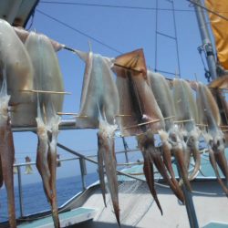 大進丸（愛知） 釣果