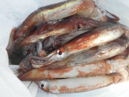 大進丸（愛知） 釣果