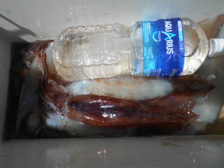 大進丸（愛知） 釣果