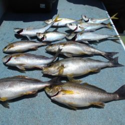 大進丸（愛知） 釣果