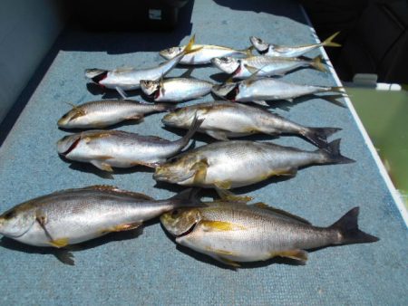 大進丸（愛知） 釣果