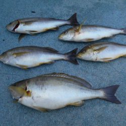 大進丸（愛知） 釣果