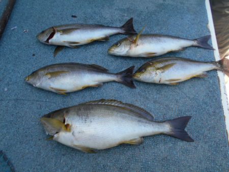 大進丸（愛知） 釣果