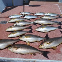 大進丸（愛知） 釣果