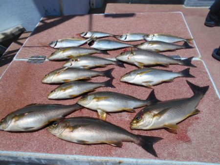 大進丸（愛知） 釣果