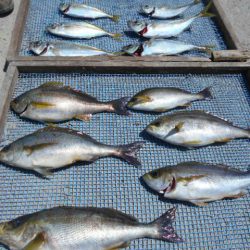 大進丸（愛知） 釣果