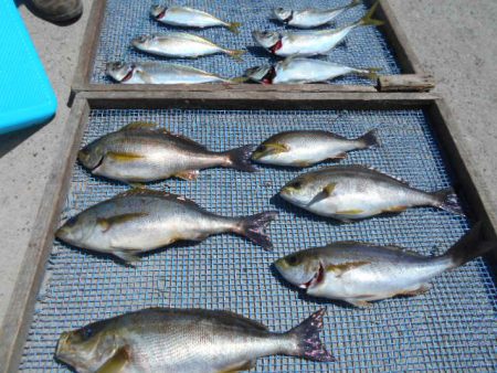 大進丸（愛知） 釣果