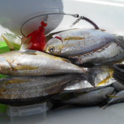 大進丸（愛知） 釣果