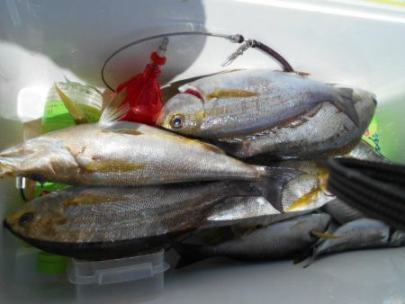 大進丸（愛知） 釣果