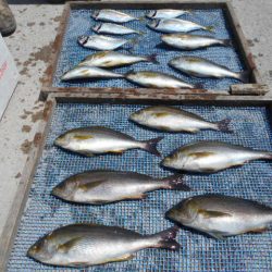 大進丸（愛知） 釣果