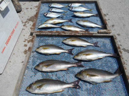 大進丸（愛知） 釣果