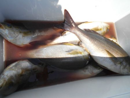 大進丸（愛知） 釣果