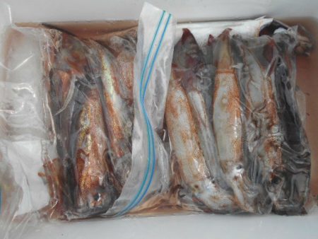 大進丸（愛知） 釣果