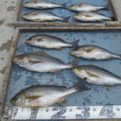 大進丸（愛知） 釣果