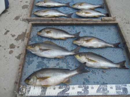 大進丸（愛知） 釣果